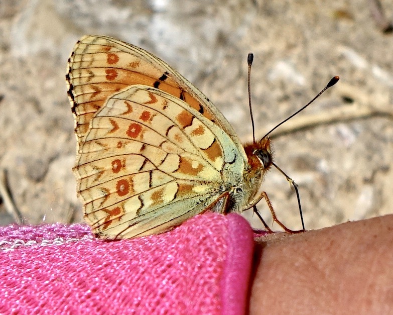 Niobe fritillary